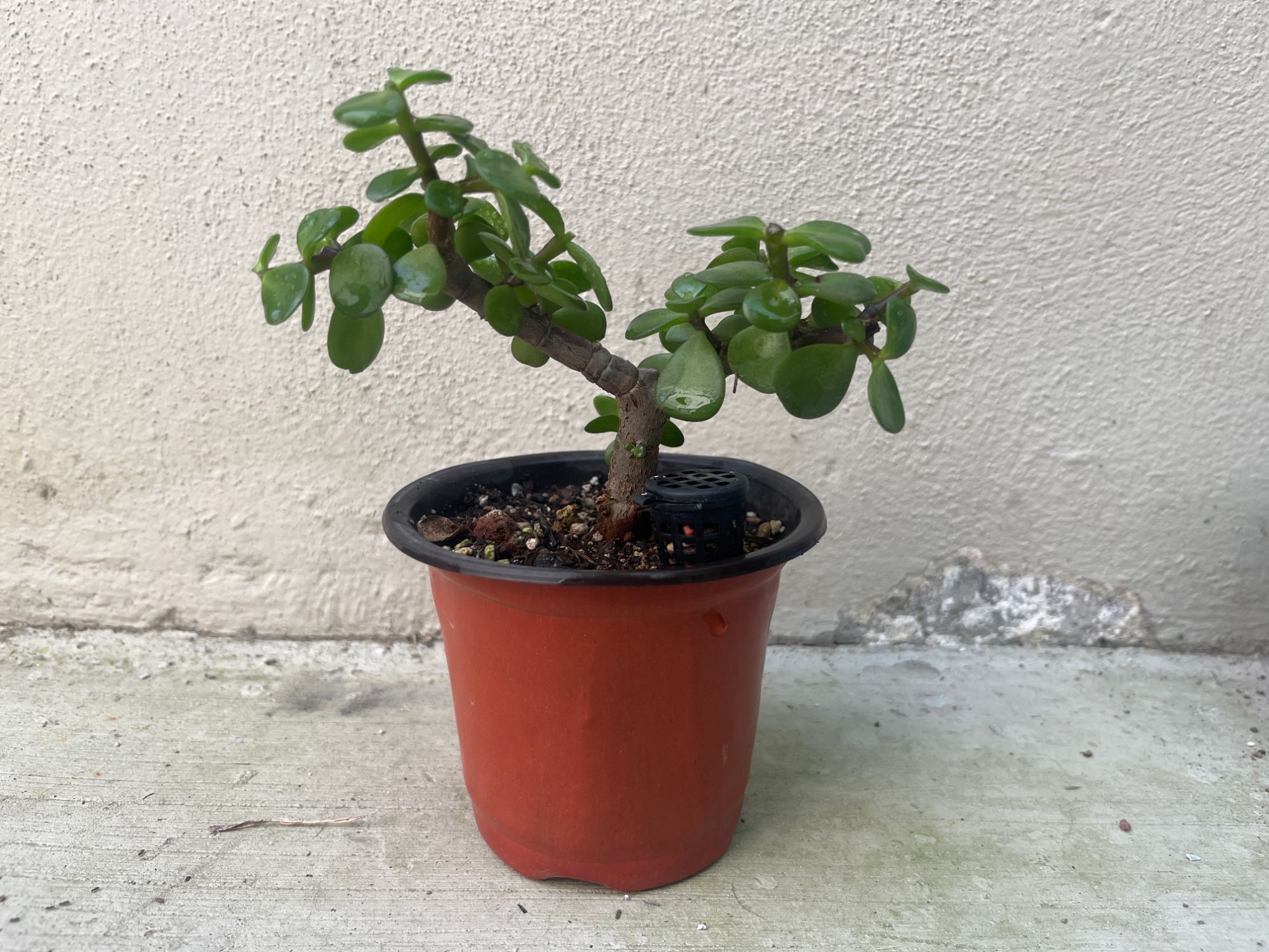 The Portulacaria afra about a year ago, in its nursery pot